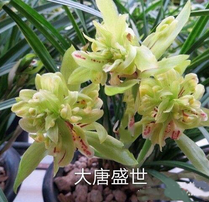 兰花春剑大唐盛世矮壮细叶奇花高档名贵花卉时令草本花卉