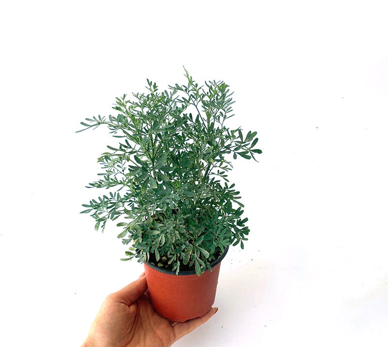 芸香rutagraveolens常绿多年生杀虫驱蝇芳香植物时令草本花卉