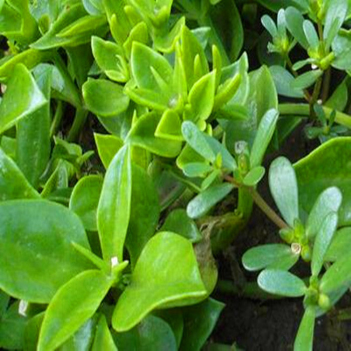 穿心莲种子田七三七种子阳台庭院盆栽蔬菜种子四季播花卉种子籽