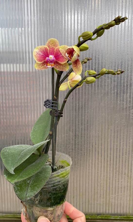 蝴蝶兰花苞花剑金蝶兰花苗盆栽花卉室内长寿四季时令草本花卉