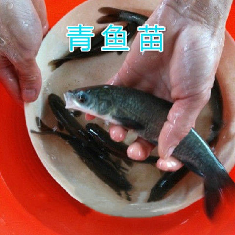 青鱼鱼苗大青螺丝鲩鱼草鱼乌魭淡水养殖活体鱼