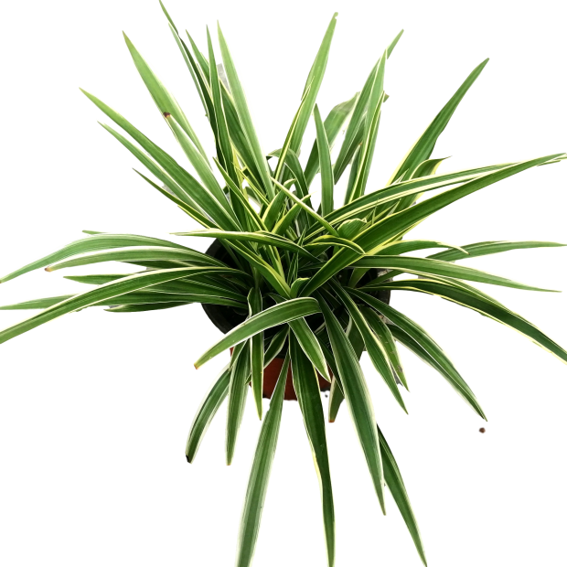 吊兰金边青叶盆栽植物花卉室内绿植垂吊阳台绿植