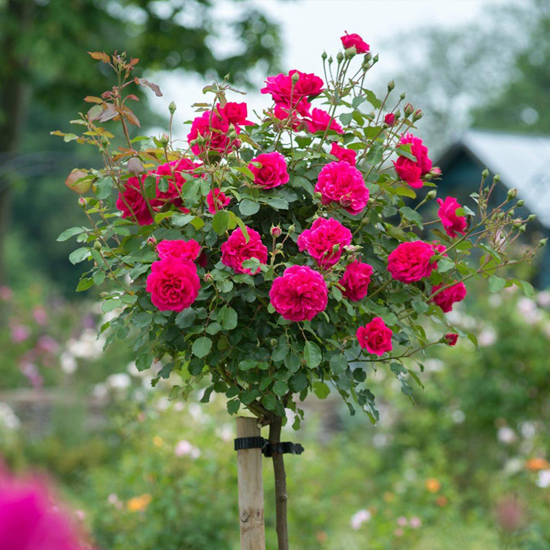 月季引进欧洲树形树桩月季花花苗庭院花卉植物时令草本花卉