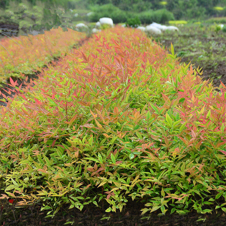 盆栽天竹南天绿植绿化带绿篱叶盆栽苗观红天苗木观叶