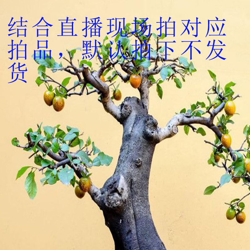 葫芦观赏血钻逸源长寿中国盆景品种弹子金弹子大型绿植
