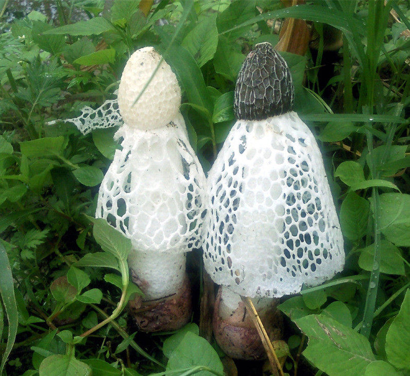 井冈山井冈山井韵食品竹120克山货菌草草类蘑菇竹荪