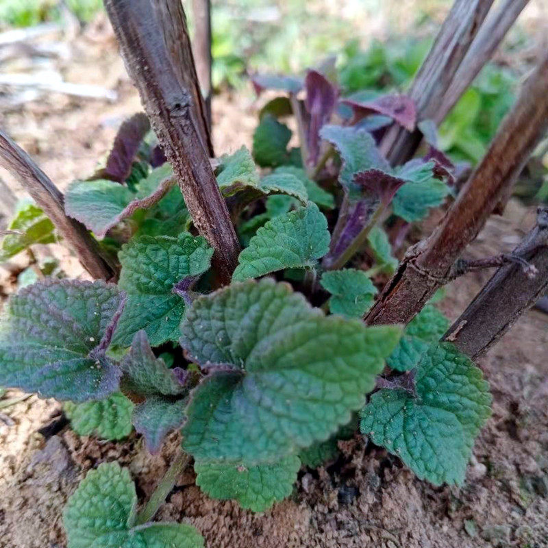 藿香苗老根苗带土球好种易活阳台蔬菜四季种植绿植