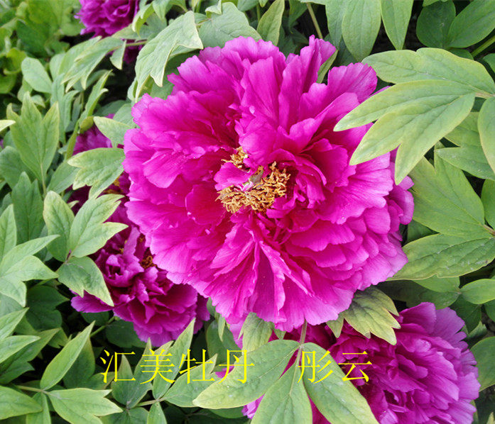 汇美牡丹【彤云】菏泽花农自产自销 正品对版 2021年秋天发货 - 菏泽