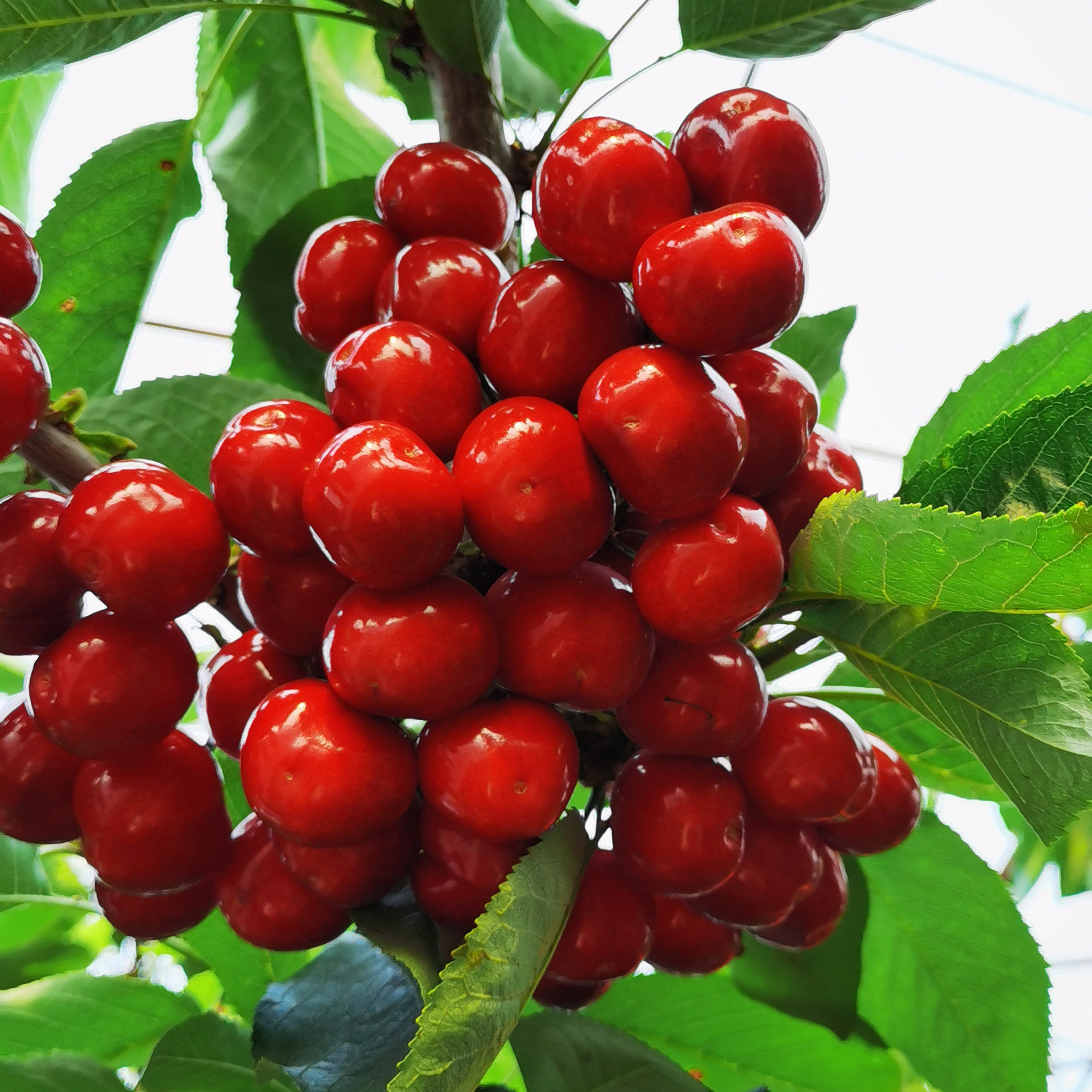 美早樱桃大连新鲜水果孕妇3斤3j特大车厘子车厘子