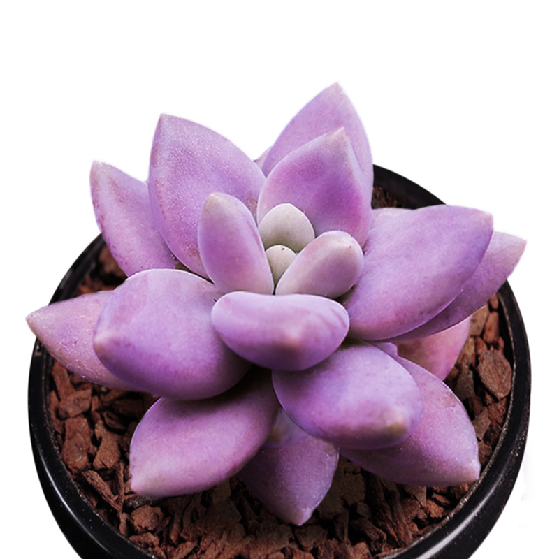 非凡园艺 紫丽殿 稀缺多肉植物盆栽组合多肉花卉绿植防辐射含盆