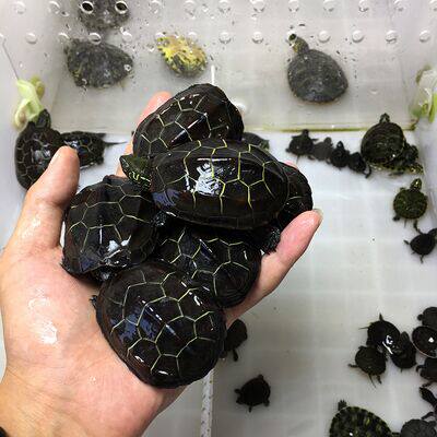 金线外塘苏北小乌龟活物长寿龟小宠中华龟苗稀有龟