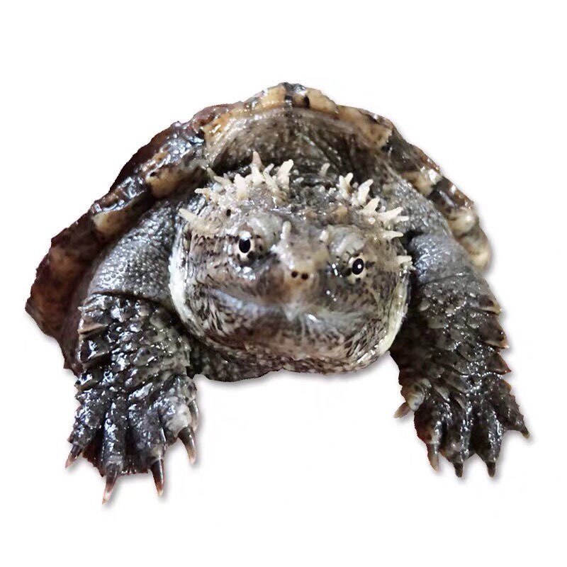 鳄龟原种纯佛爆刺活物苗杂佛真鳄鱼龟鳄幼苗龟