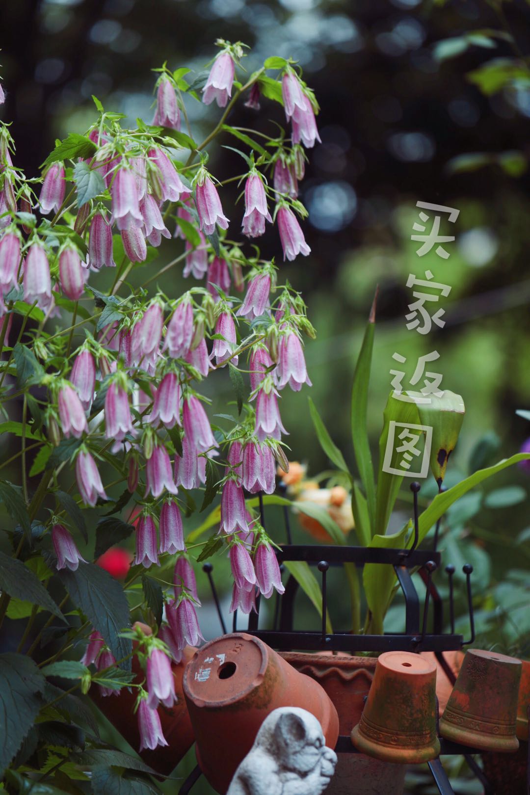 紫斑风铃草卢布 日本重瓣风铃草红衣 宿根多年生耐阴耐寒耐热耐晒