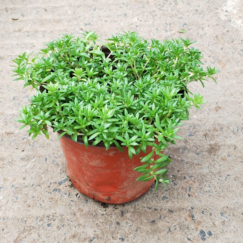 正宗中药垂盆草 盆栽 野狗牙瓣草植物食用药用清热解毒四季常青