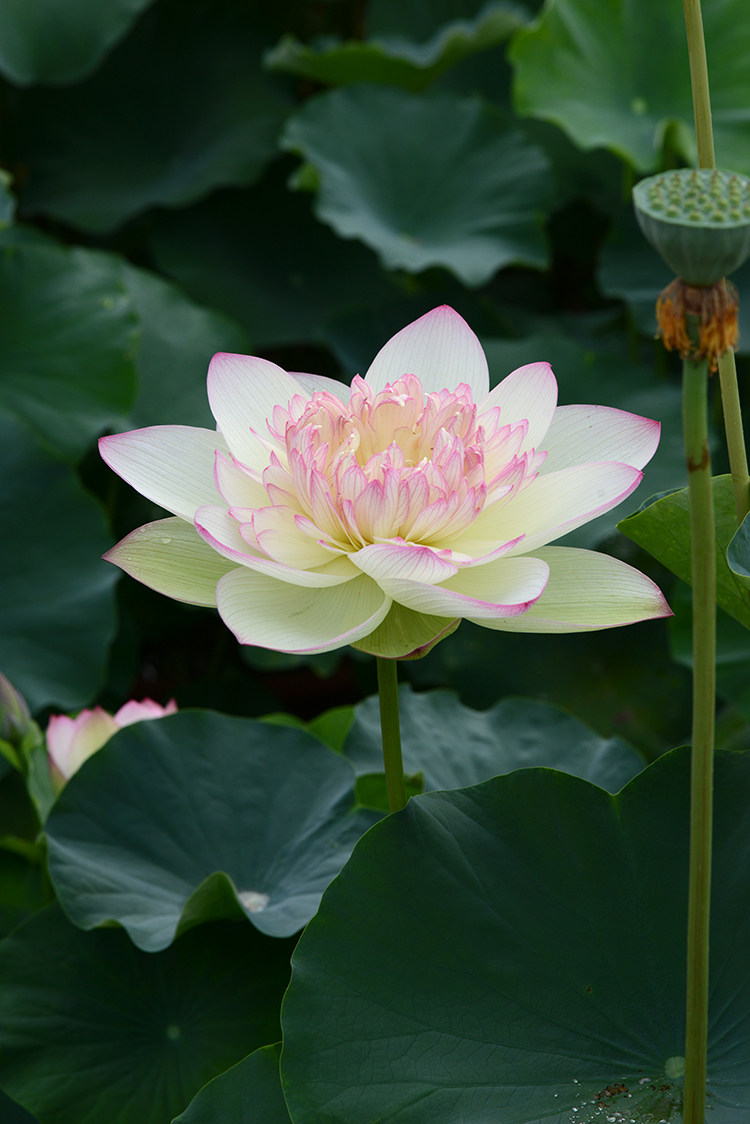 碗莲池栽花种荷花观赏花卉水生盆栽大中型新云锦时令草本花卉