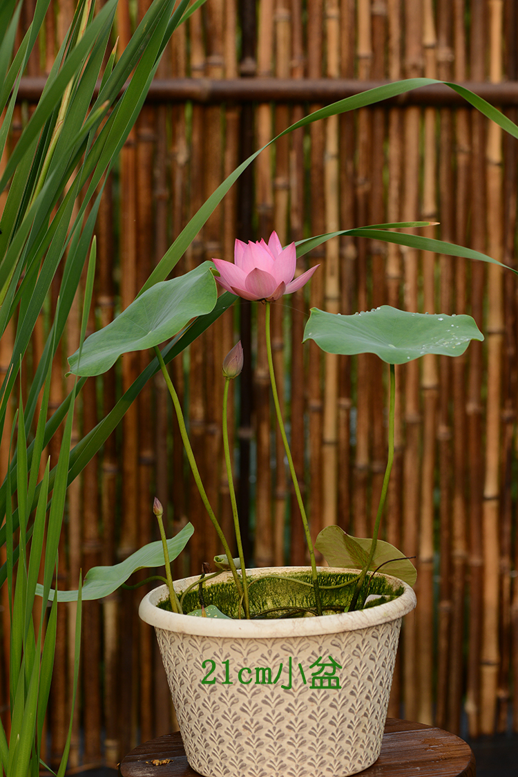 碗莲乌托邦小池中小型可微水生盆栽观赏荷花花种花卉
