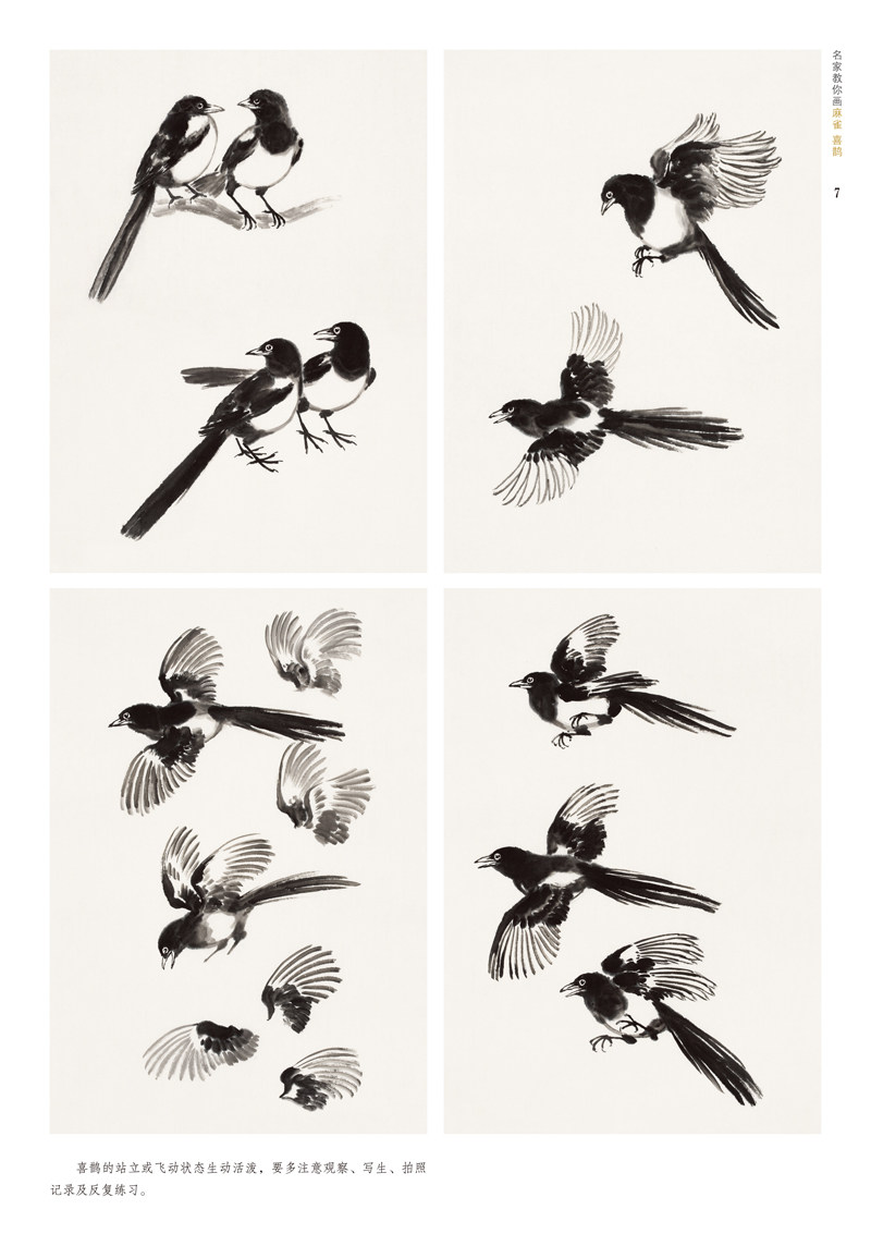 名家河南绘画作品绘画临摹步骤基础入门花鸟画出版社绘画新