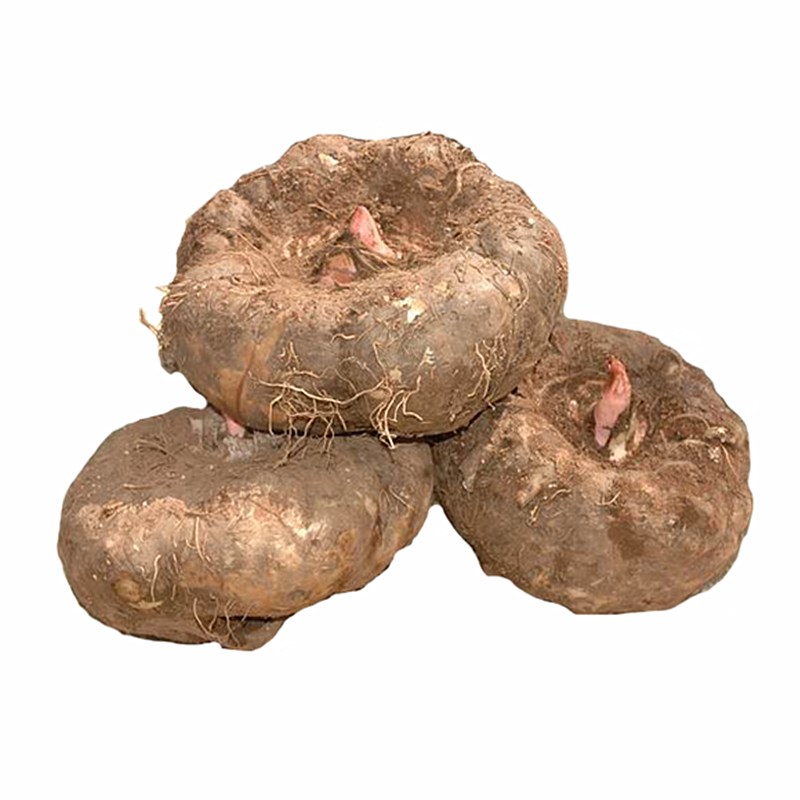 云南新鲜黑魔芋100斤产地直销生魔芋现挖包邮魔芋豆腐农产品