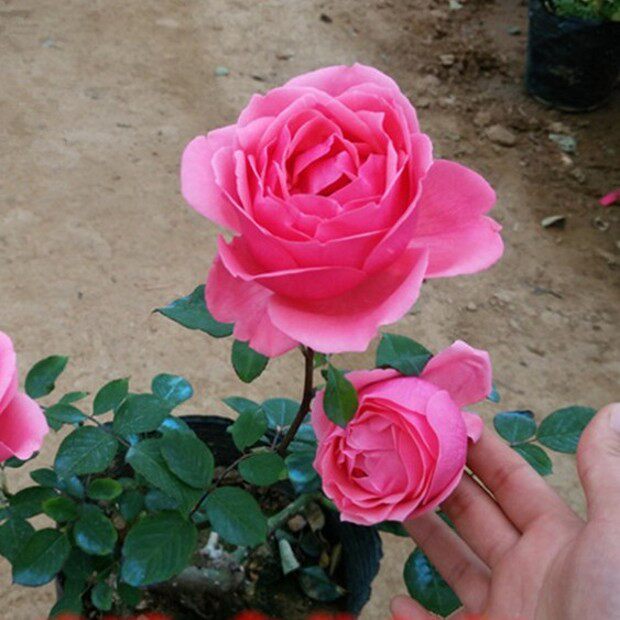 粉扇大花月季粉红系国月玫瑰灌木四季勤花耐寒时令草本花卉