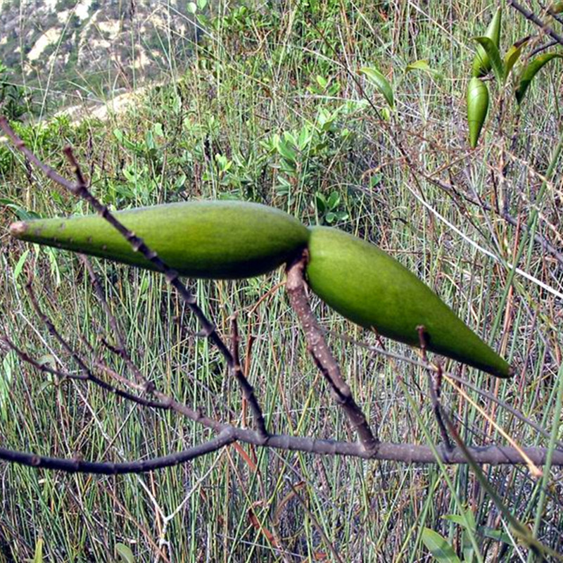 羊角拗叶野生新鲜发货500g羊角藤鲤鱼橄榄羊角藤猪屎壳沥口花顺丰
