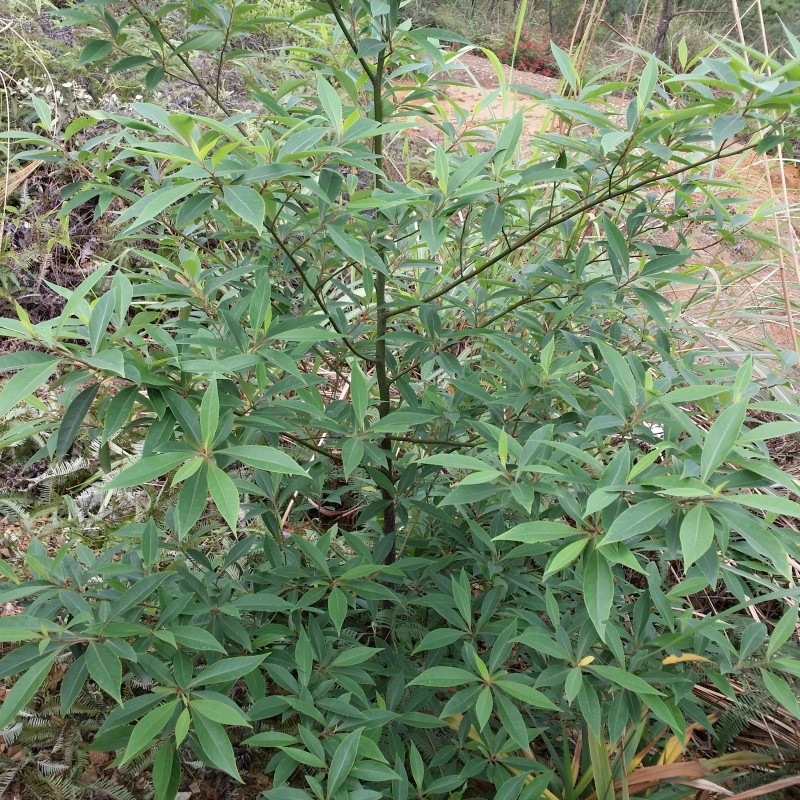 山苍子根野生现挖鲜品500g山鸡椒山苍树山姜子木香子木姜子