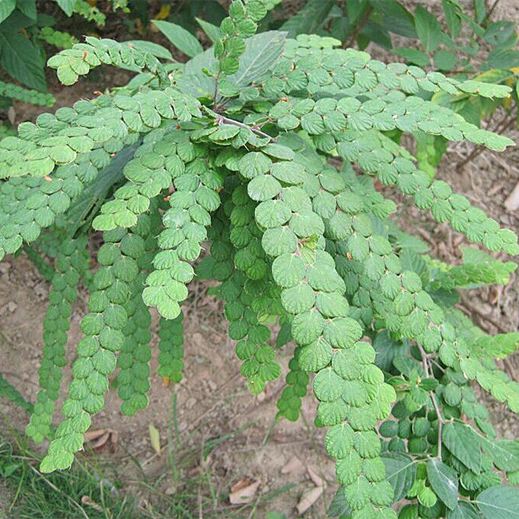 排钱草野生新鲜发货500g金钱豹钱串草排钱树叠钱草阿婆钱龙鳞草