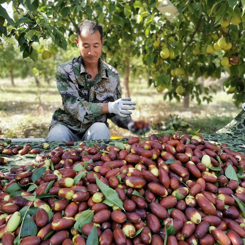 王乔果儿 鲜枣宁夏灵武长红枣脆枣水果-懒猫运动会