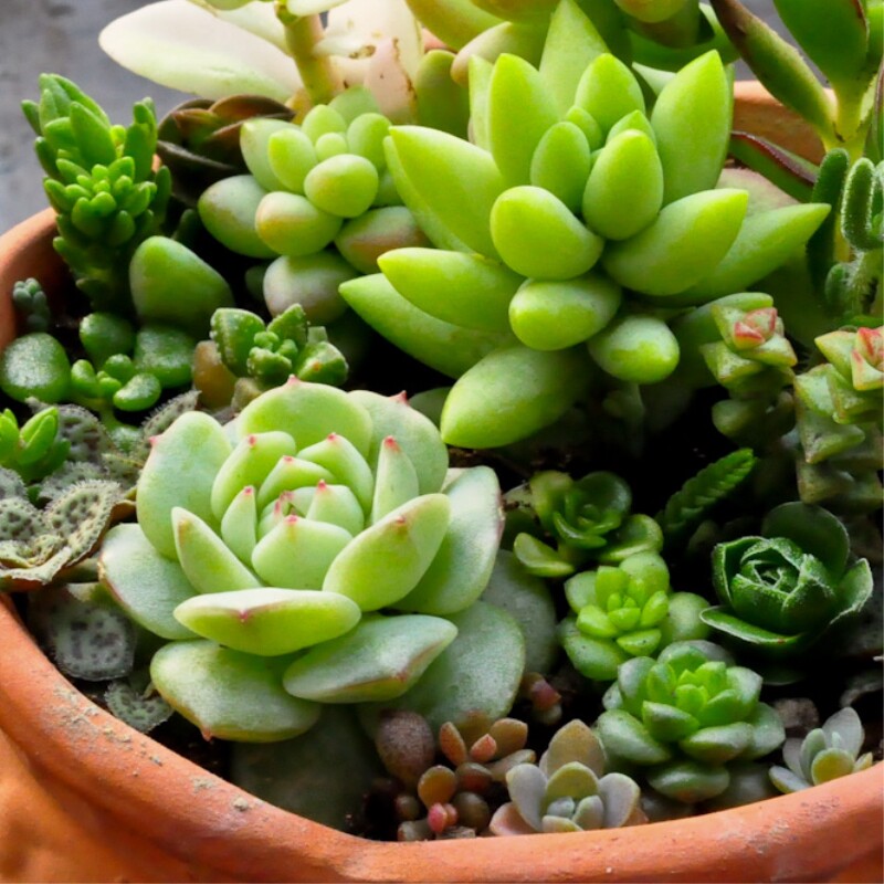 通用植物营养液花肥盆栽土水培绿萝多肉花卉液体有机肥叶面肥肥料