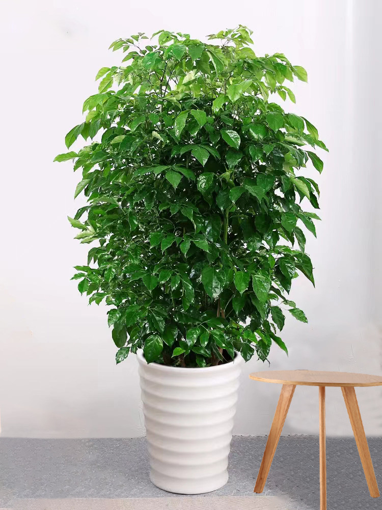 幸福树盆栽三叉大树树桩室内客厅办公开业乔迁大型绿植