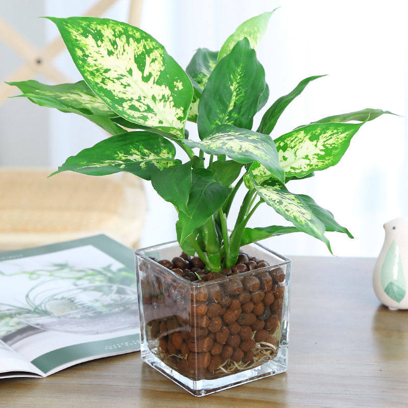 网红人气如意皇后绿植办公室内懒人绿植