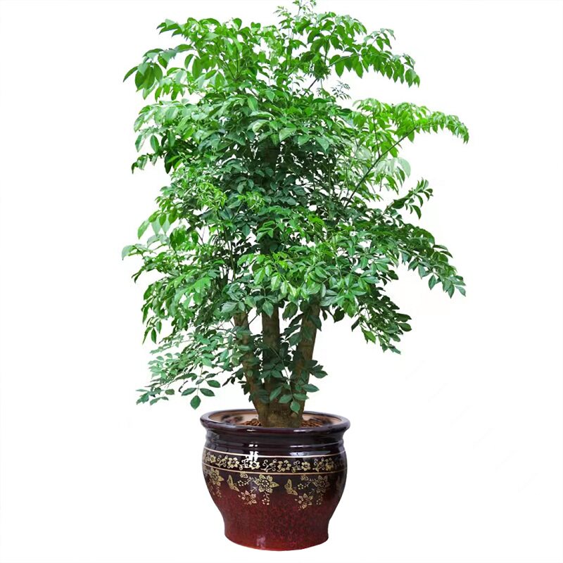 幸福树盆栽三叉大树树桩室内客厅办公开业乔迁大型绿植