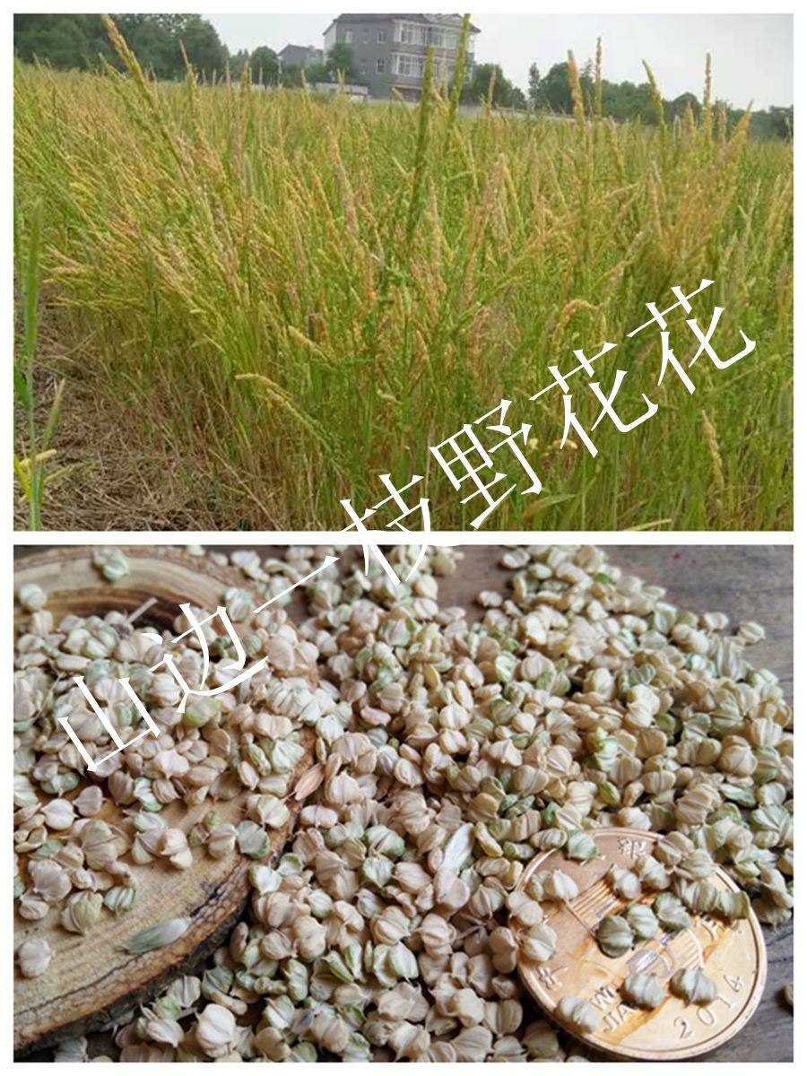 草籽败草杂草种子枕头淡淡香味天然保健枕头