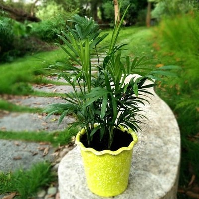 袖珍椰子小盆盆栽植物花卉去除甲醛杀菌净化空气手机支架