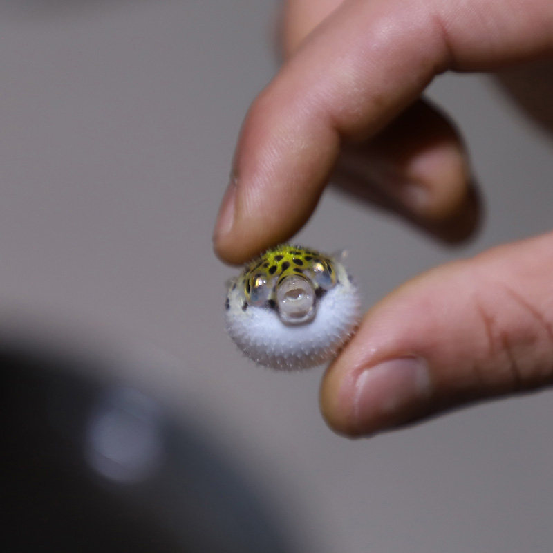 河豚活体宠物气泡毛毛字红木瓜斑马狗头潜水艇鱼