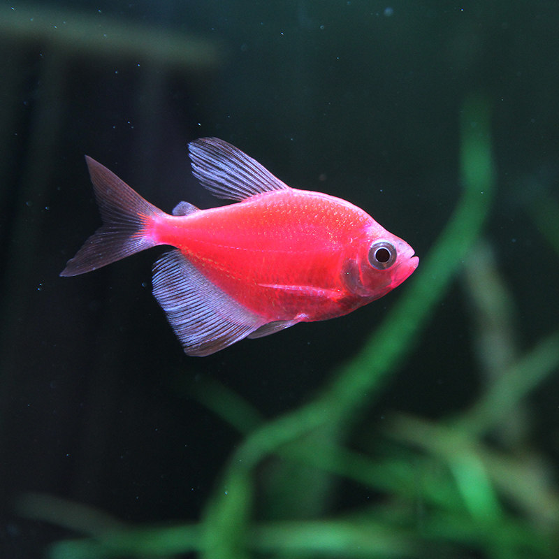 柠檬天使天使鱼老虎蓝七七彩鱼青苹果小型热带观赏鱼鱼