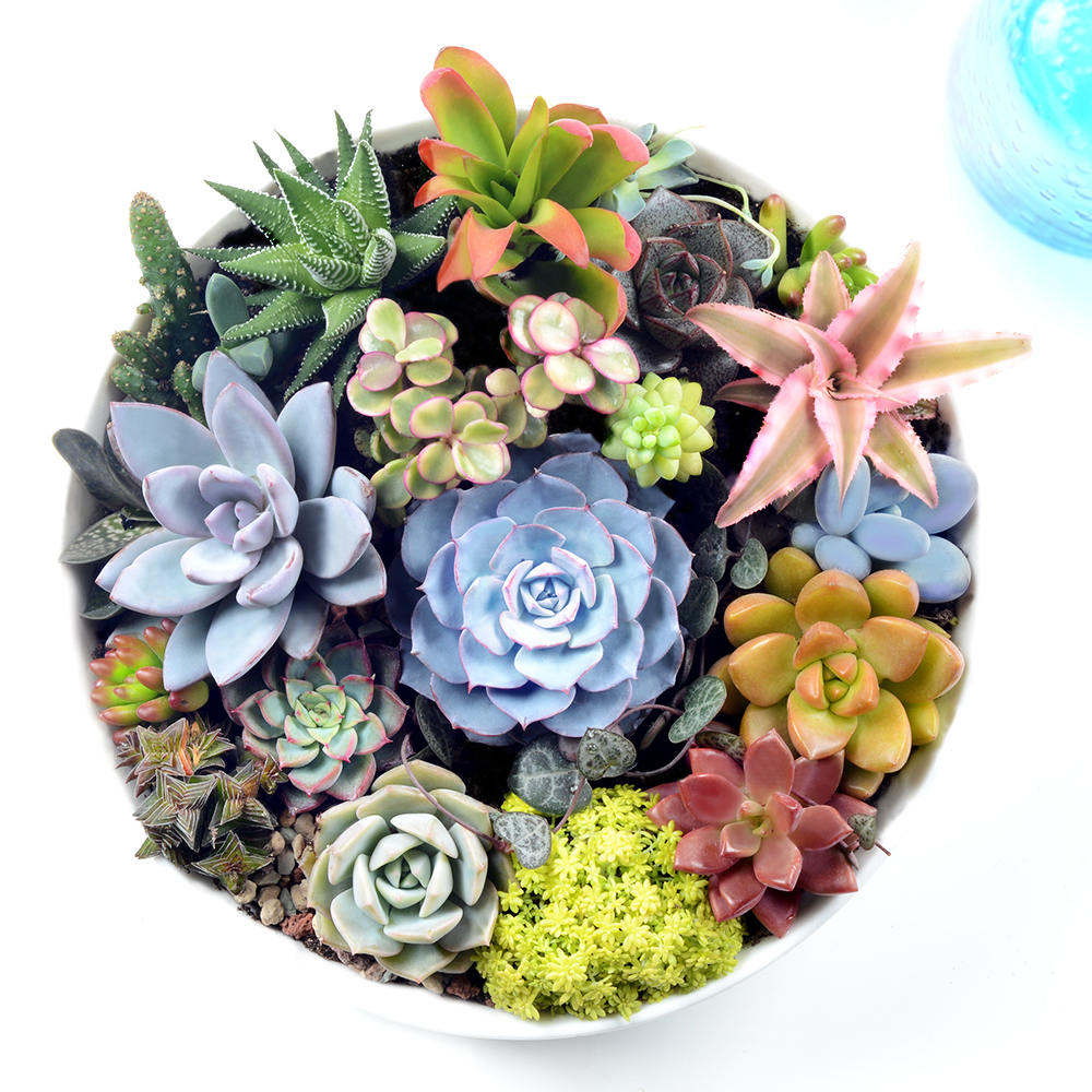 多肉植物组合盆栽含盆含土diy白瓷大盆多肉套餐拼盘创意礼物包邮