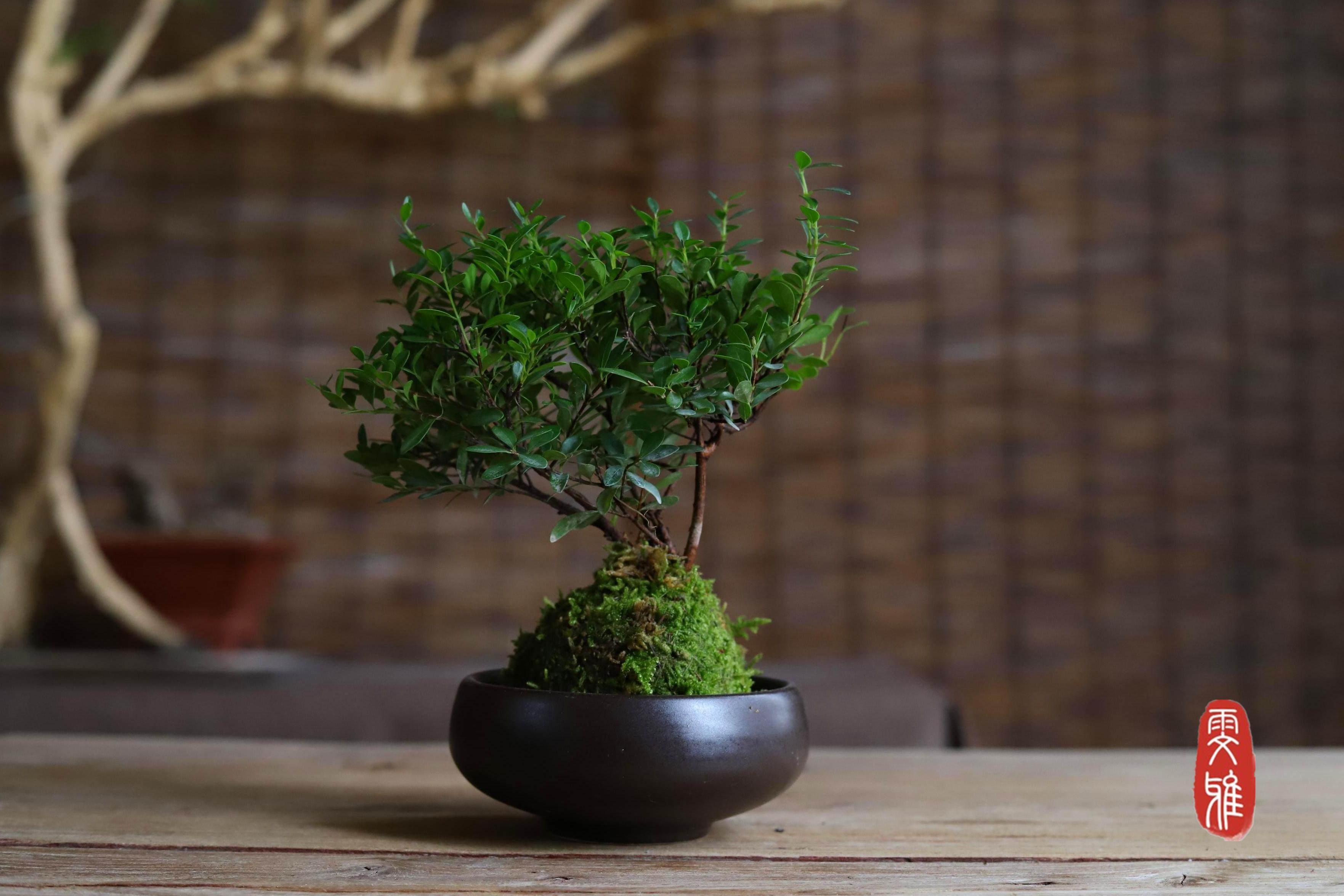 小叶赤楠盆景老桩迷你盆栽日式新中式禅意室内绿植