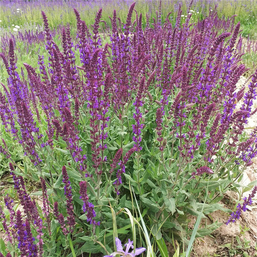 鼠尾草石见穿蓝色宿根冬根草花庭院花园盆栽春季宿根