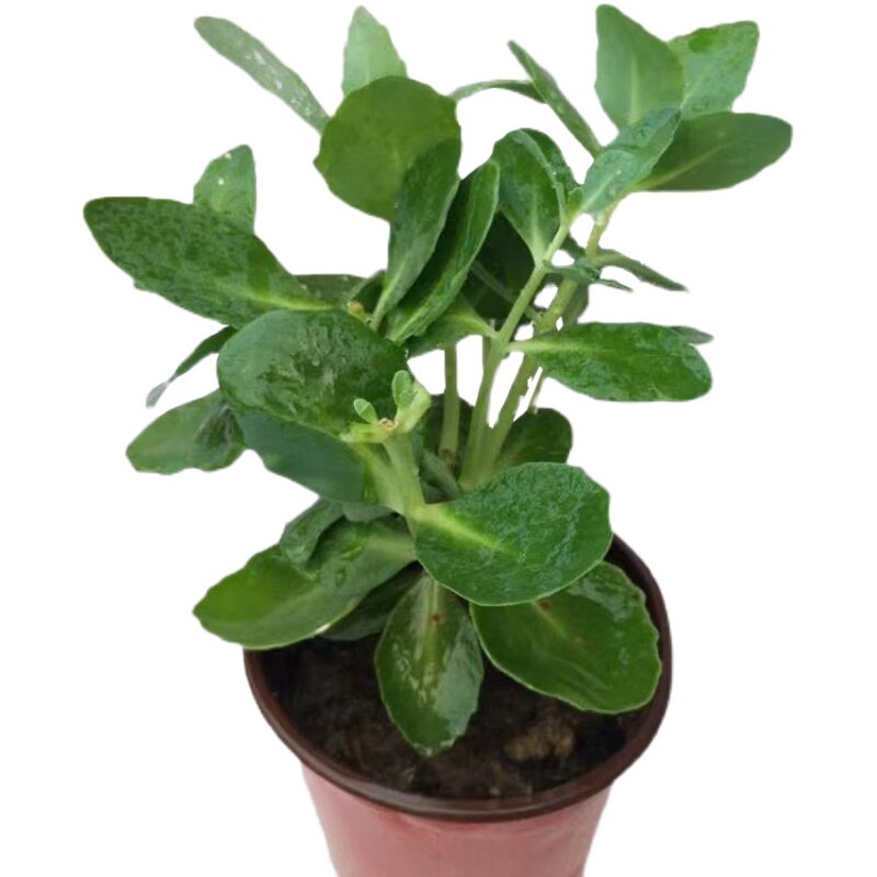 八宝景天天花耐寒绿植盆栽庭院多肉植物活血花卉