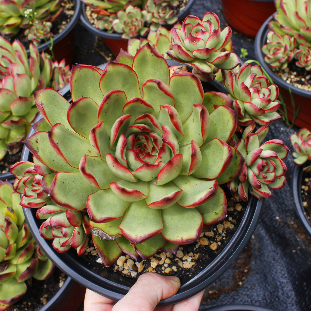 多肉植物大颗保利安娜老桩群生捧花78包偏远多肉植物