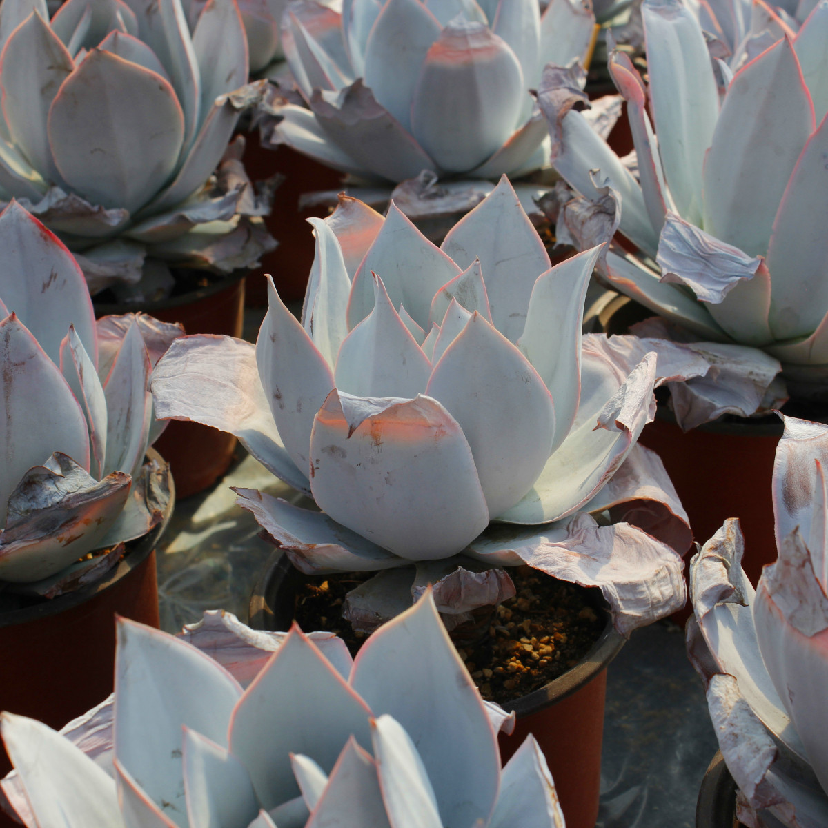 多肉植物大颗广寒宫老桩78包偏远除外多肉植物