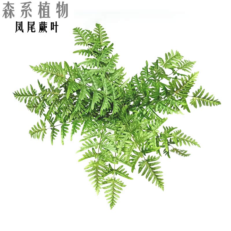 森系仿真植物凤尾蕨叶绿色排草室内景观布置仿真绿植
