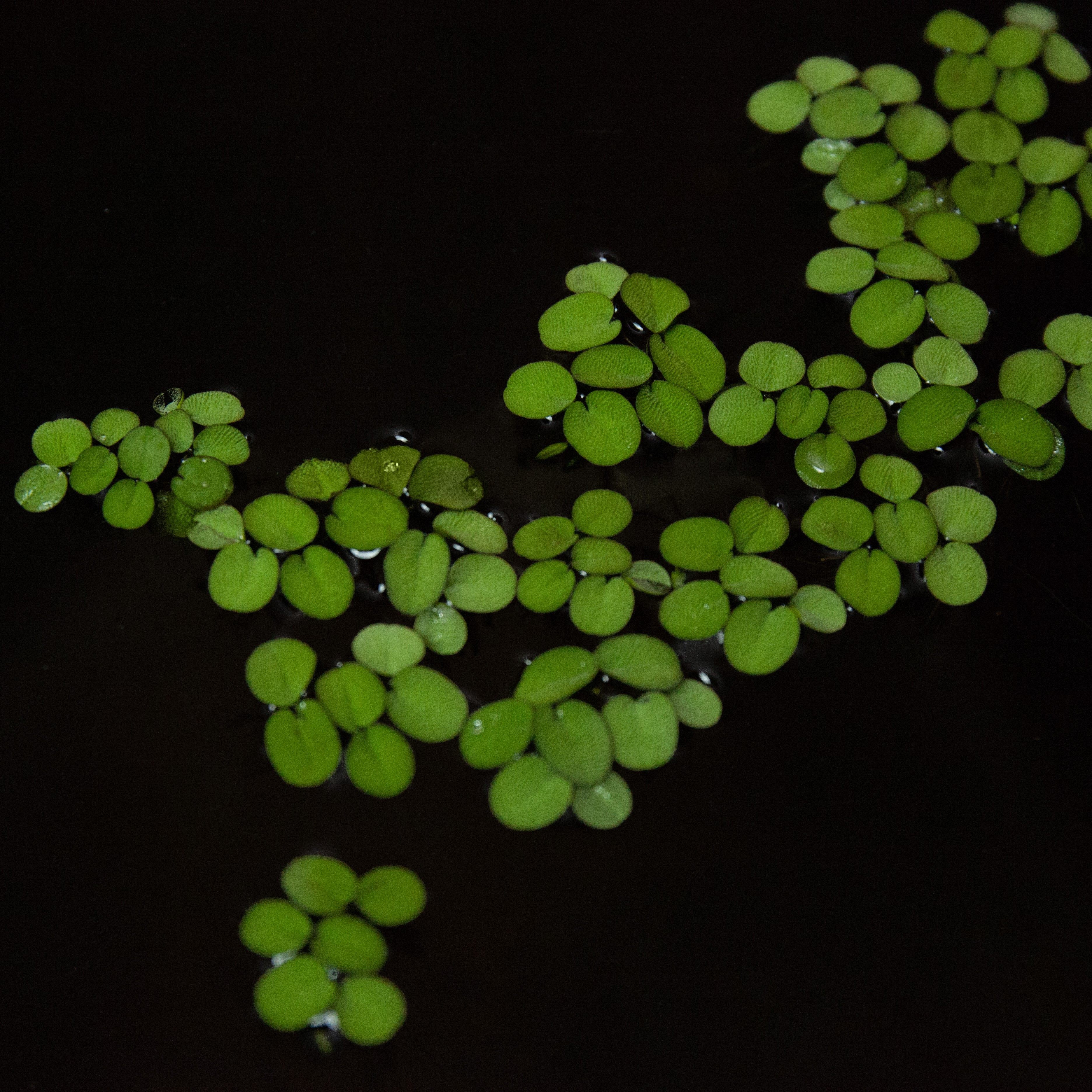 小槐叶萍迷你槐叶萍浮萍水草水生水培植物鱼缸造景点缀无农药