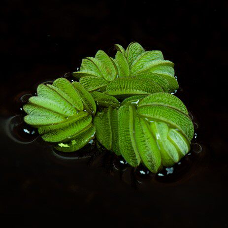 水草兔耳朵浮萍浮性活体懒人鱼缸造景入门水生水草