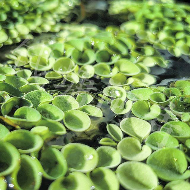 草场直发 肚兜萍 水浮萍 水生水培植物 浮萍水草 鱼缸造景浮萍