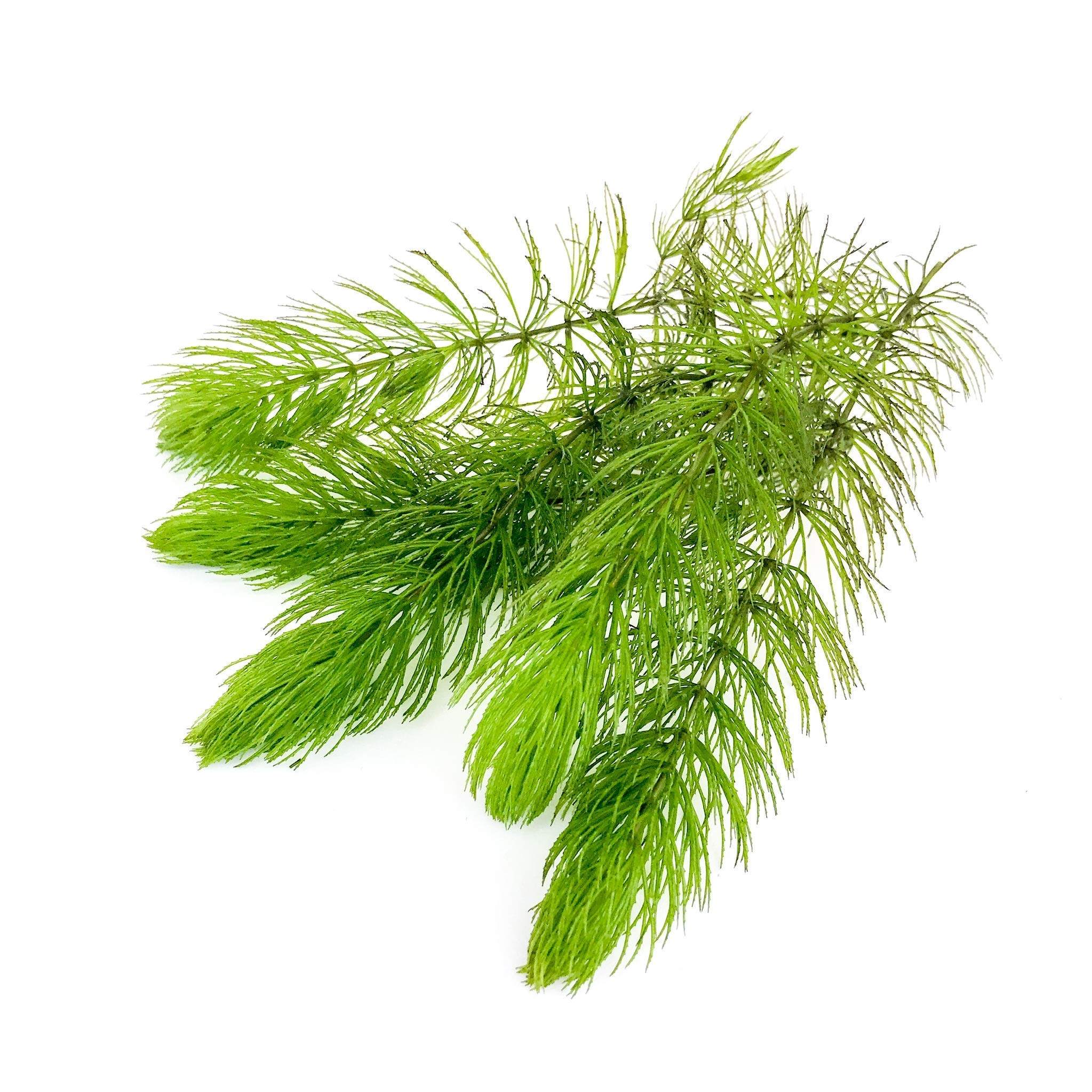 净水水绿淡水活体后景金鱼藻叶后景水下装饰造景水草