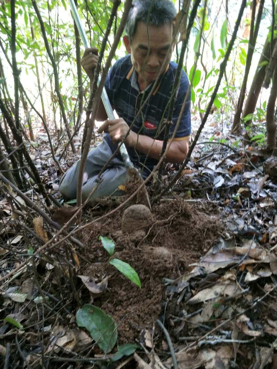 广西新鲜野生薯莨三七血母红药朱砂现挖500g其他药食同源食品