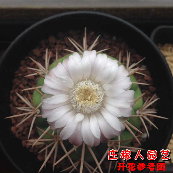 勇将丸 实生仙人球 裸鄂属 多肉植物 易开花大花品种 3cm球径带根