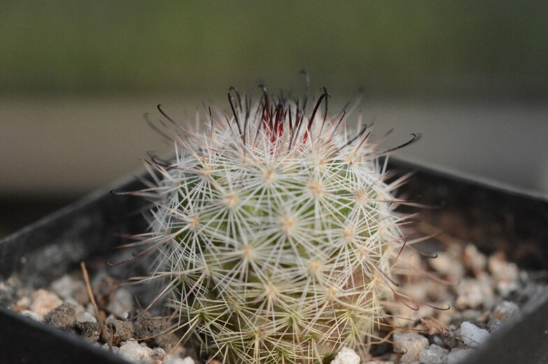 白天丸 实生仙人球 乳突属多肉植物 稀有爱开花品种 球径3cm左右