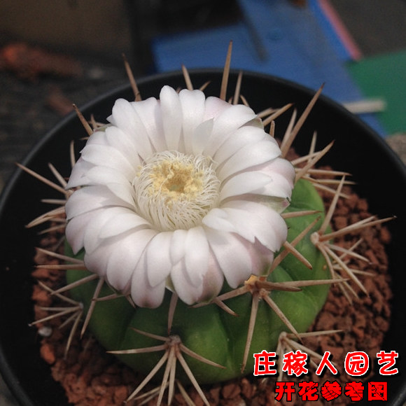 勇将丸 实生仙人球 裸鄂属 多肉植物 易开花大花品种 3cm球径带根